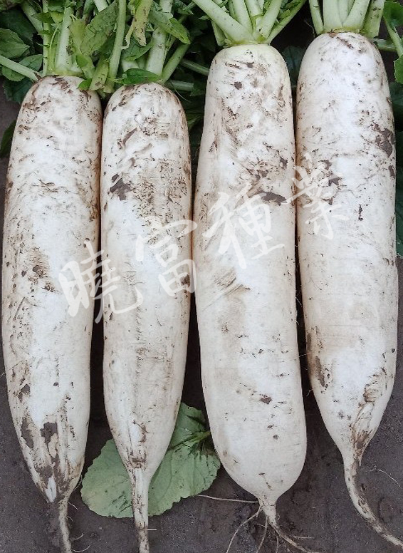 1585789679767840.jpg 08.jpg