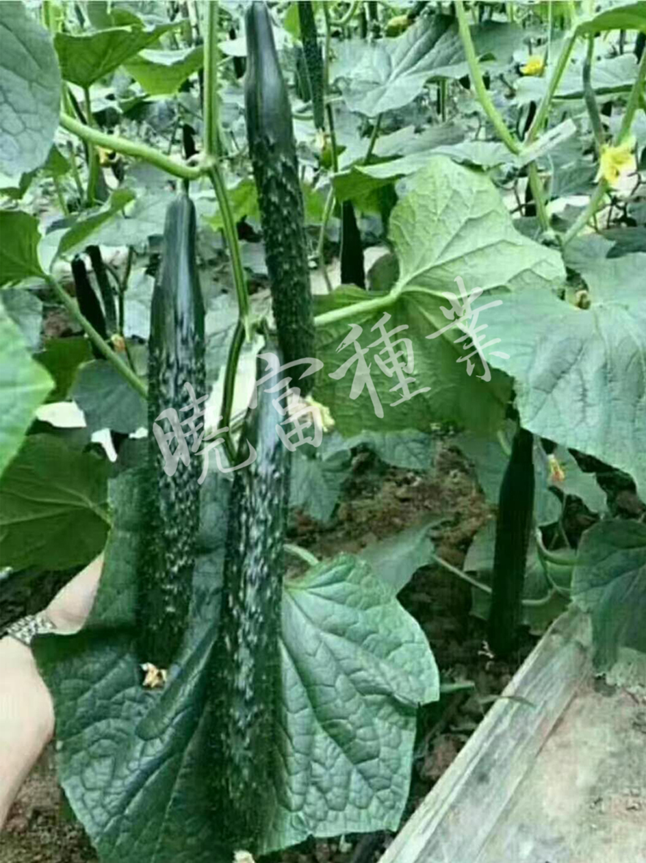 1585989899739677.jpg 06.jpg