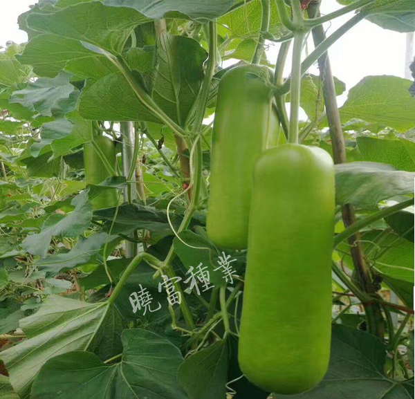 1585991895539913.jpg 04.jpg